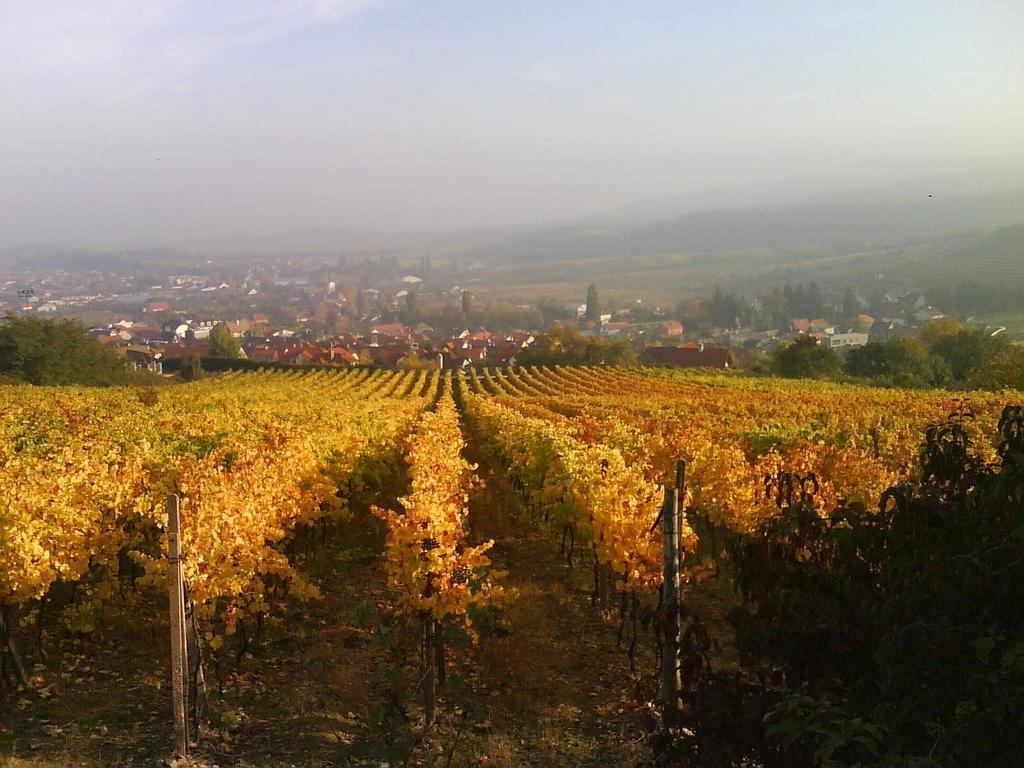 Limbach Villa Vinica מראה חיצוני תמונה